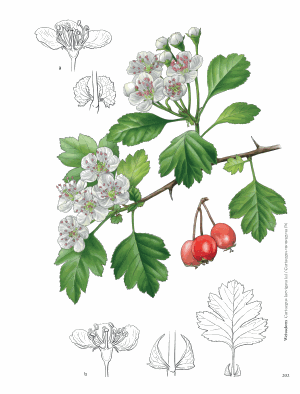 Illustration: Hagebutte