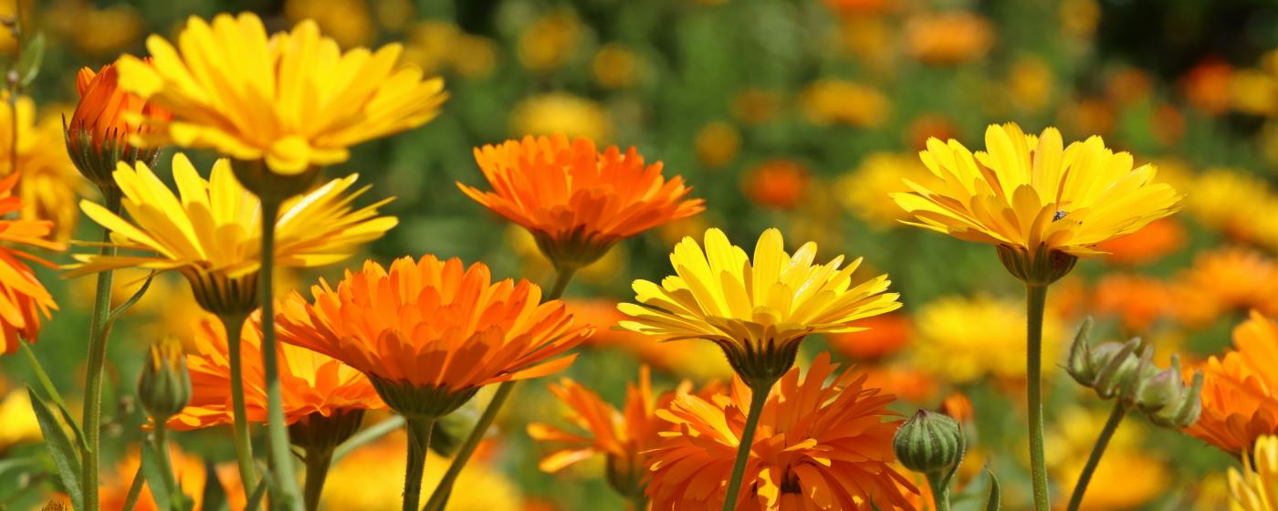 Ringelblume