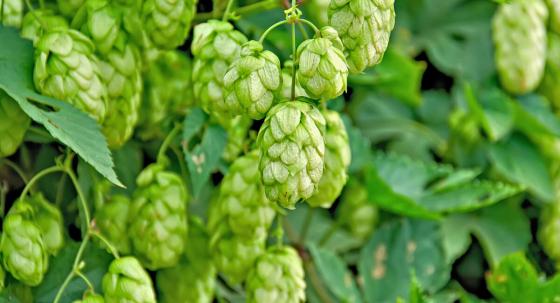 Hopfenblüten