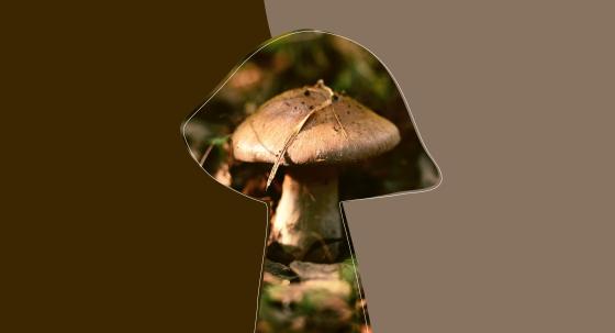 Pilze