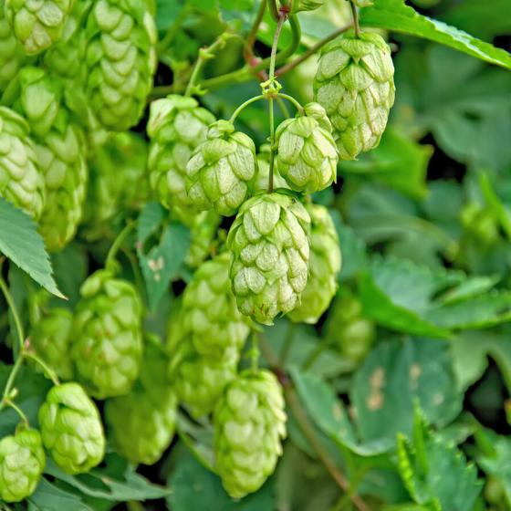 Hopfenblüten