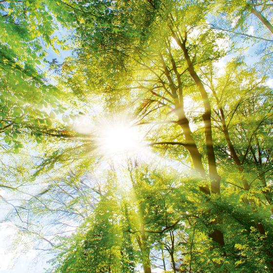 Sonne